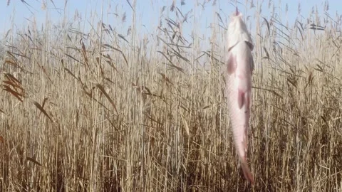 Carp fish hangs and rotates in the wind on a fishing hook on a background of 스톡 동영상 166133672