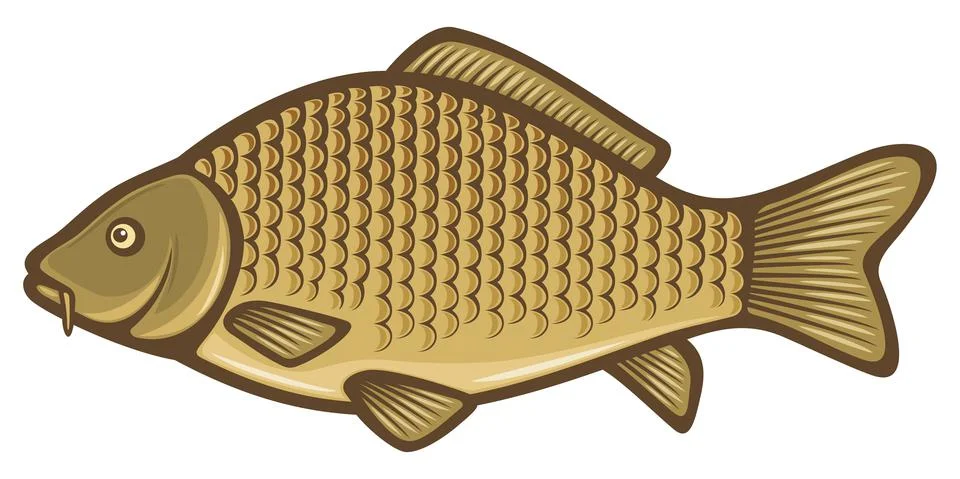 Carp fish Stock Illustration