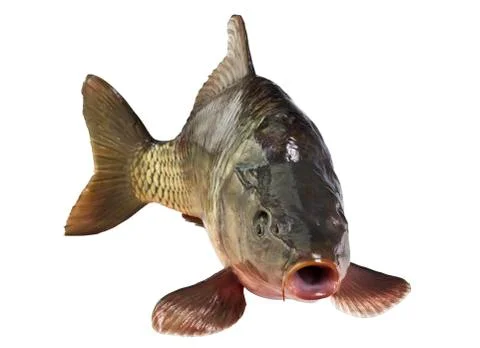 Carp fish Isolated Stock Photos