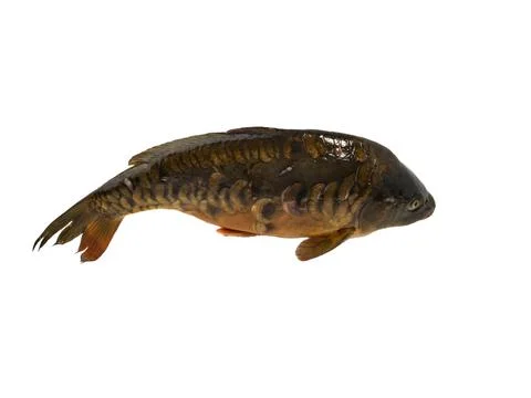Carp fish isolated on white background. Carp on a white background. Stock Photos