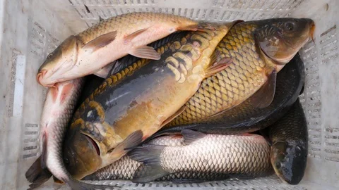 Carp fish jumping in the fish box. Fish farming Stock Footage 89134946