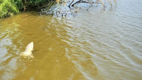 Carp fish jumping out of the water	 Stock Footage 157510232