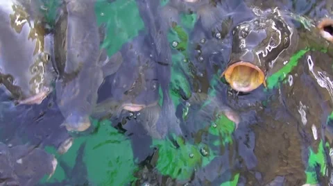 Carp fish, looking for food Video stock 41649733