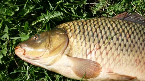 Carp fish lying on green grass under bright sunlight Stock-Footage 140691327