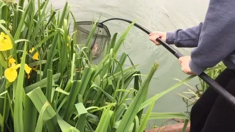 Carp fish in net Stockbeeldmateriaal 105602013