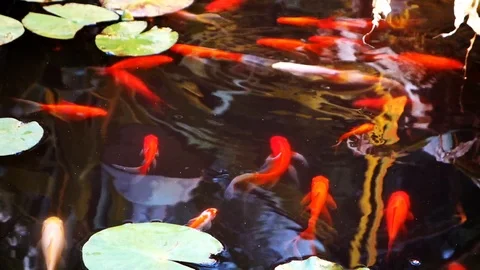 Carp fish or Fancy carp Japanese Koi or Koi fish called is a beautiful aquatic a Stock Footage 89092287