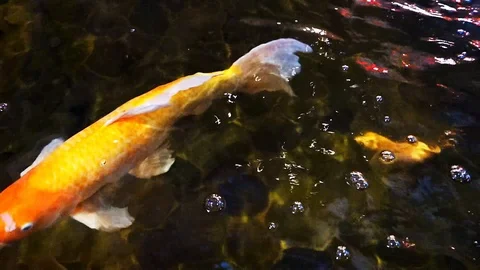 Carp fish or Fancy carp Japanese Koi or Koi fish called is a beautiful aquatic a Stock Footage 89092298