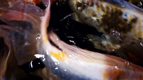 Carp fish or Fancy carp Japanese Koi or Koi fish called is a beautiful aquatic a Stock Footage 89092392