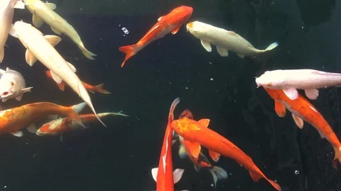 Carp Fish Or Fancy Carp Koi Fish in a pond Stock Footage 101680775