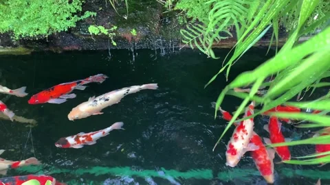 Carp fish or koi fish in clean water with tropical tree Stock Footage 251720707