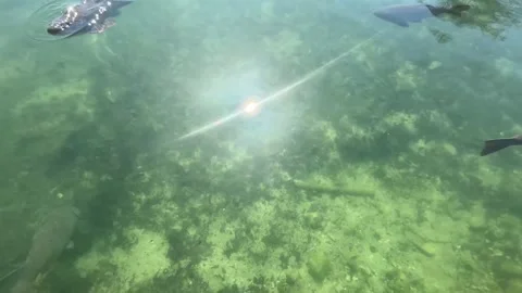 Carp fish or koi fish swimming in clear water Stock Footage 306587991