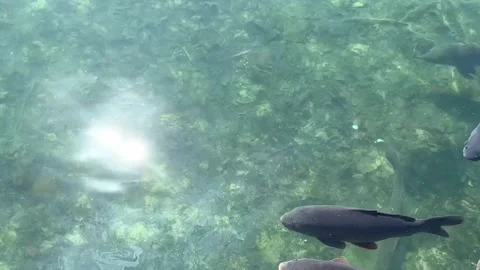 Carp fish or koi fish swimming in clear transparent water Vídeos de archivo 330315369