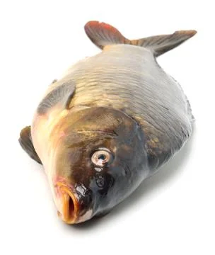 Carp fish Stock Photos