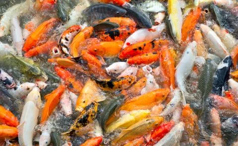 Carp fish Stock Photos