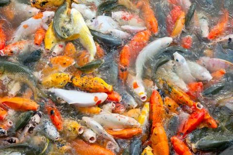 Carp fish Stock Photos