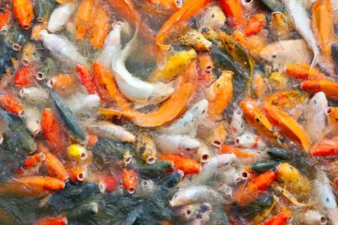 Carp fish Stock Photos