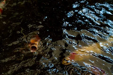 Carp fish 스톡 사진