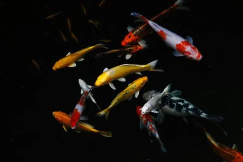 Carp fish 库存照片