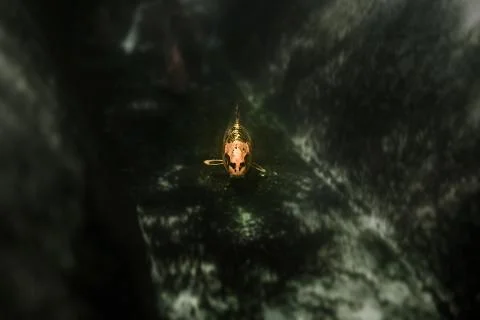 Carp fish Foto stock