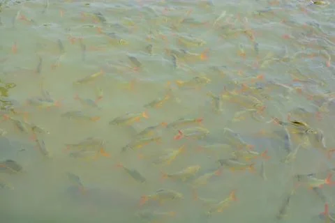 Carp fish Stock Photos