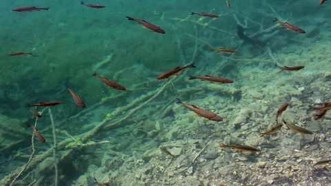 Carp fish in Plitvice lakes Video stock 93253355