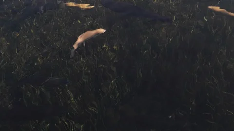 Carp Fish In A Pond Stock Footage 106734159