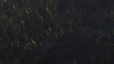 Carp Fish In A Pond Stock-Footage 106734170