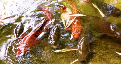 Carp Fish in a Pond 스톡 동영상 276123901