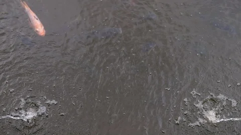 Carp in the Fish pond, Full HD, slow motion Stock Footage 92240381