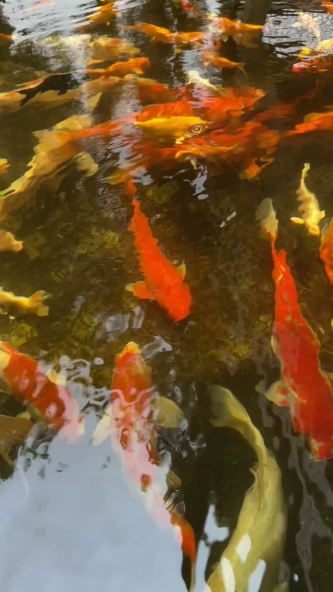 Carp fish in the pool. Big of fish swimming on the surface of the water in pond. Video stock 240398103
