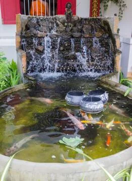 The carp fish in the pool Stock Photos