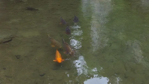 Carp Fish In River In Geibi Gorge Or Geibikei Japan Stock Footage 118008967
