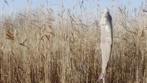 Carp fish rotates and twitches on a fishing hook against the background of a Видео 166133673