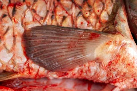 Carp fish on a silver tray Stock Photos