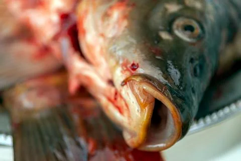 Carp fish on a silver tray Stock Photos