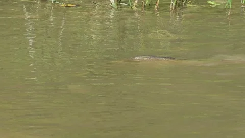 Carp fish spawning against the current in the Serpis River, Muro de Alcoy, Spain Stock Footage 317391154