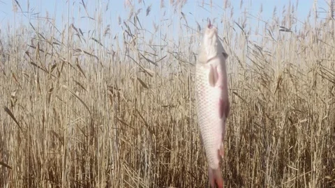 Carp fish spinning and twitching on a fishing hook against the backdrop of l Видео 166133683