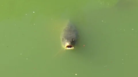 Carp Fish Surfacing and Opening Mouth Stock Footage 82804804