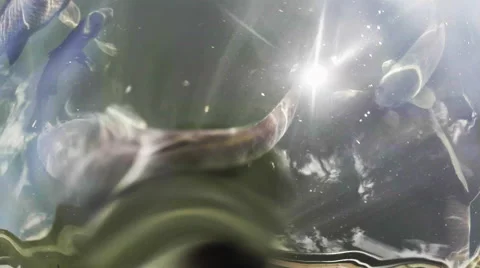 Carp Fish swiming in 2D Stock Footage 57366423