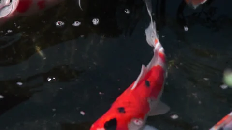 Carp Fish Swiming Stock Footage 35479344