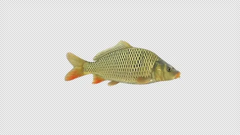 Carp fish swimming Stock Footage 321067866