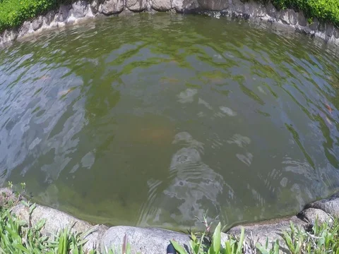 Carp fish is swimming in the pond Stock Footage 78178142