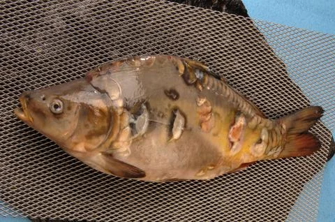 Carp fish on the tabl Stock Photos