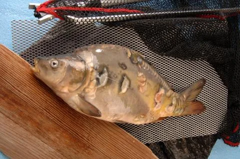 Carp fish on the table Stock Photos