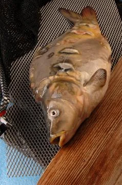 Carp fish on the table 스톡 사진