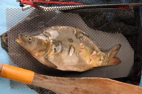 Carp fish on the table Stock Photos