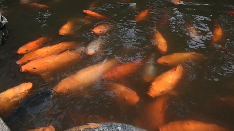 Carp Fish in the Tank Stock Footage 123492816
