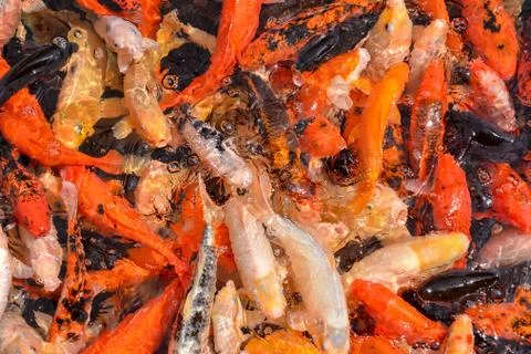 Carp Fish Texture Background Pattern Stock Photos