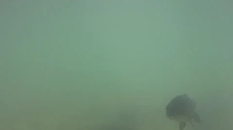 Carp Fish, underwater Stock Footage 41645238