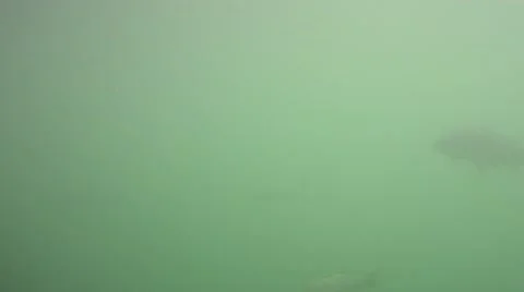 Carp fish, underwater Stock Footage 41645347